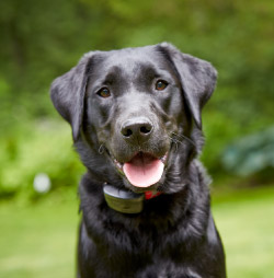 Northern Colorado DogWatch, Johnstown, Colorado | SmartFence Contact Us Image