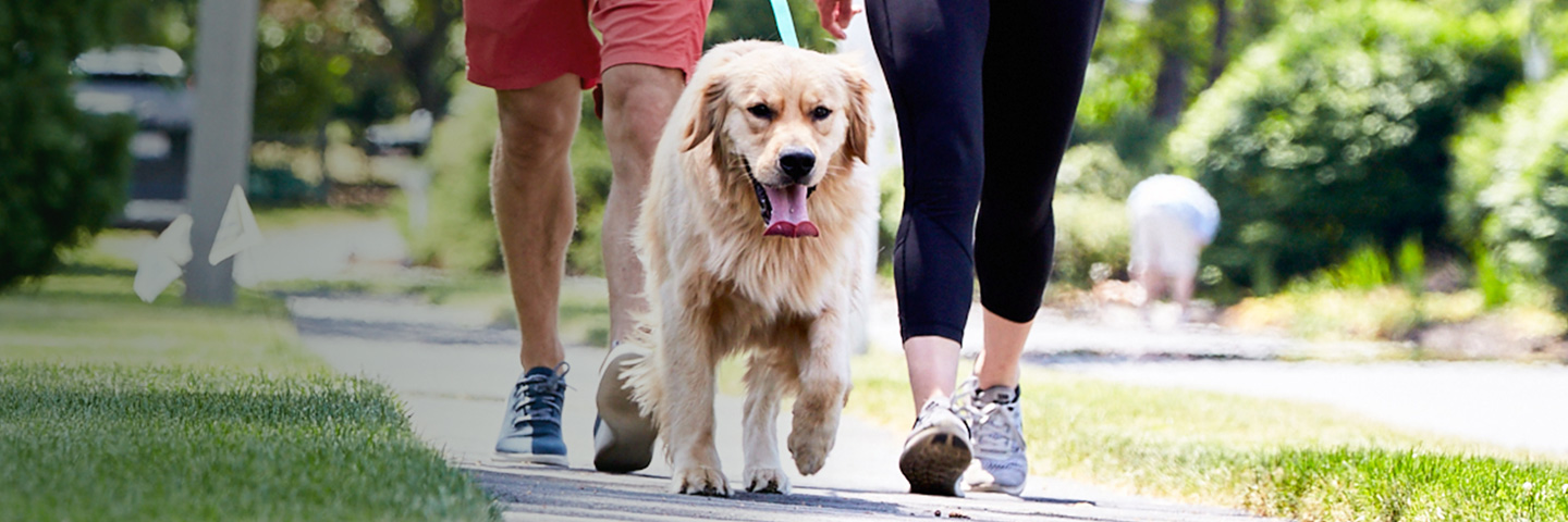 Northern Colorado DogWatch, Johnstown, Colorado | SideWalker Leash Trainer Slider Image